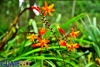 Bellas flores silvestres en Cascadas de Tatasirire