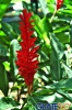 Exótica flor de intenso rojo