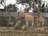 Jirafas y zebras en el Zoologico La Aurora