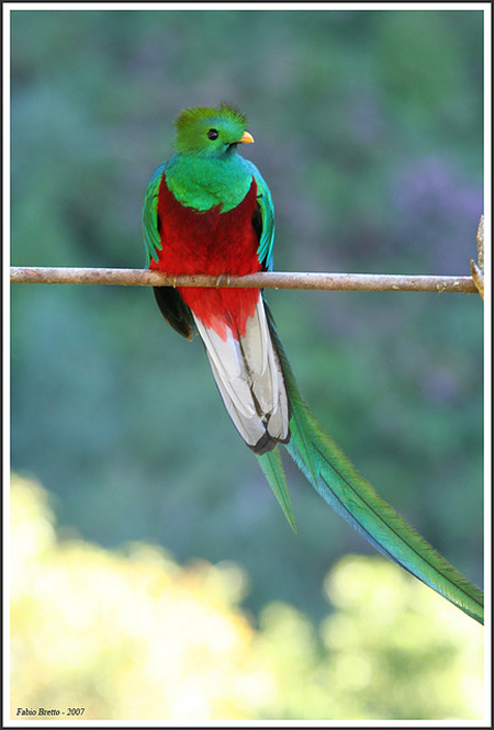 Símbolos Patrios: El Quetzal