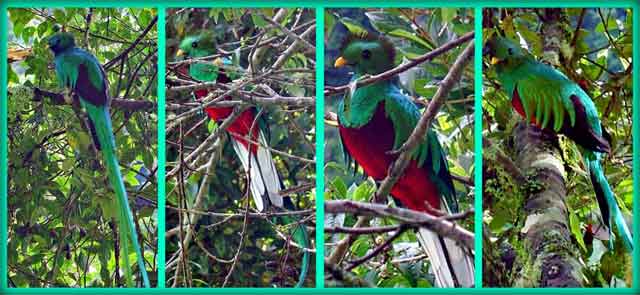 Quetzal en Guatemala. Foto por Camelia TWU.