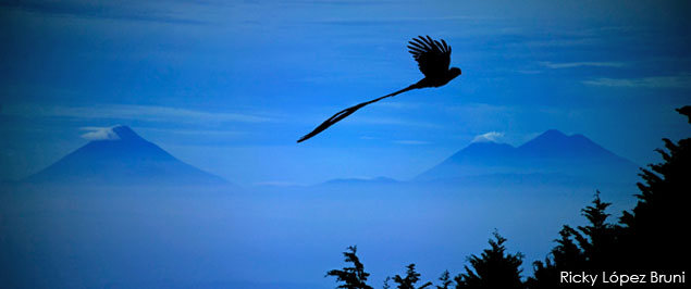 6 Lugares para ver el Quetzal en Guatemala
