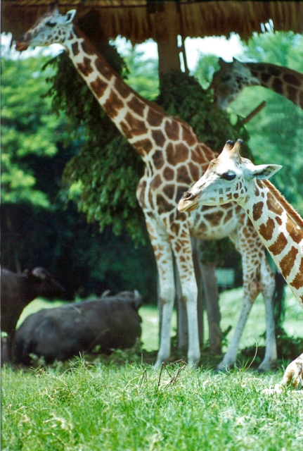 Jirafas