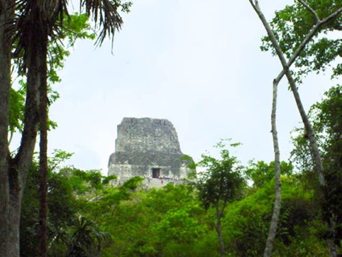 Cresta del templo IV entre la selva