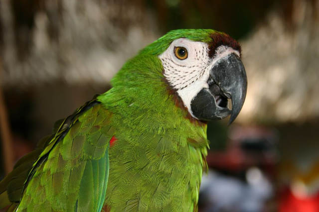 Loro en Auto Safari Chapín