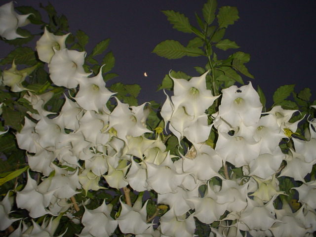 Cartuchos