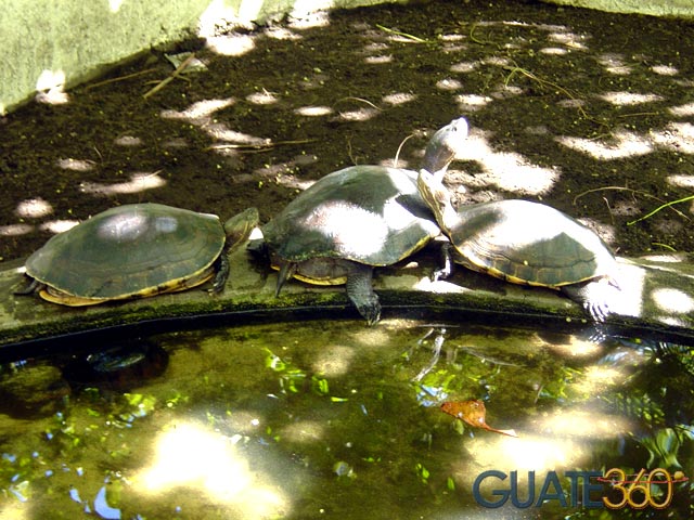 Tortugario en Cecon Usac