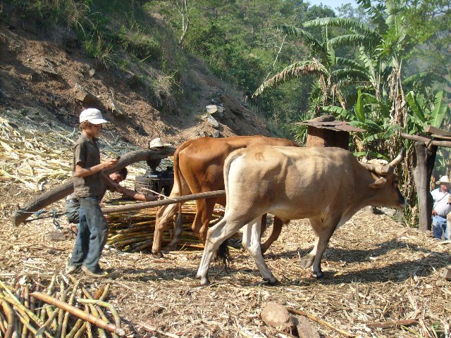Molienda artesanal y mandando un sms