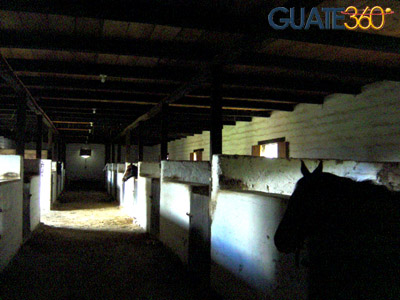 Las caballerizas obscuras albergan a los hermosos ejemplares