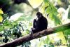 Mono entre la selva de Petén