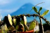 Lago de Atitlan y un cactus, en Solola