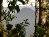 Volcan San Pedro desde el bosque del Volcán Atitlan