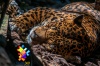 El Jaguar, el rey de la selva en Guatemala