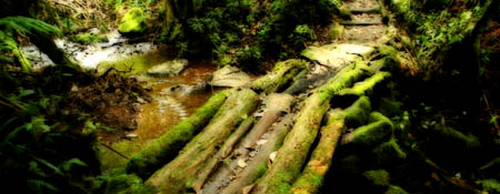 El Biotopo del Quetzal en Baja Verapaz