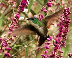colibri.JPG