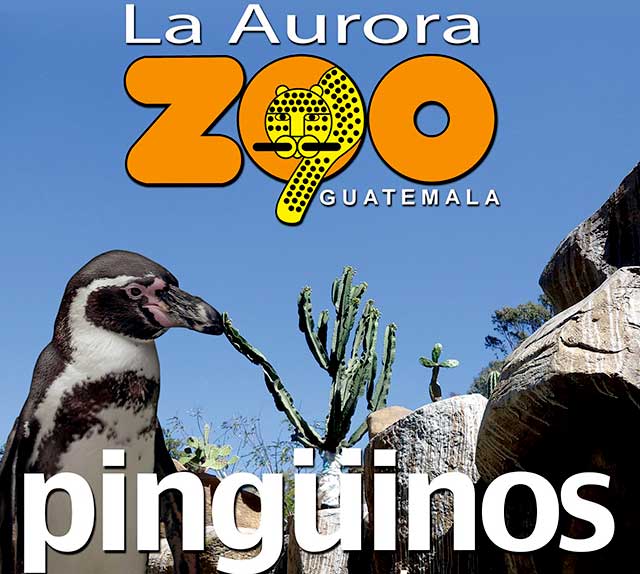 Pingüinos llegan al Zoológico La Aurora de la Ciudad de Guatemala.